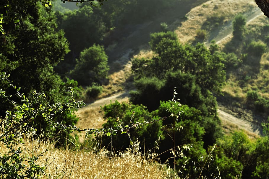 sunrise, trees, hill, drop, distance, focus, space, green, brown HD wallpaper