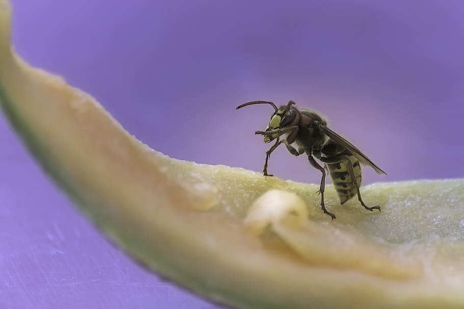nature, wasp, one animal, animal wildlife, animal themes, selective focus HD wallpaper
