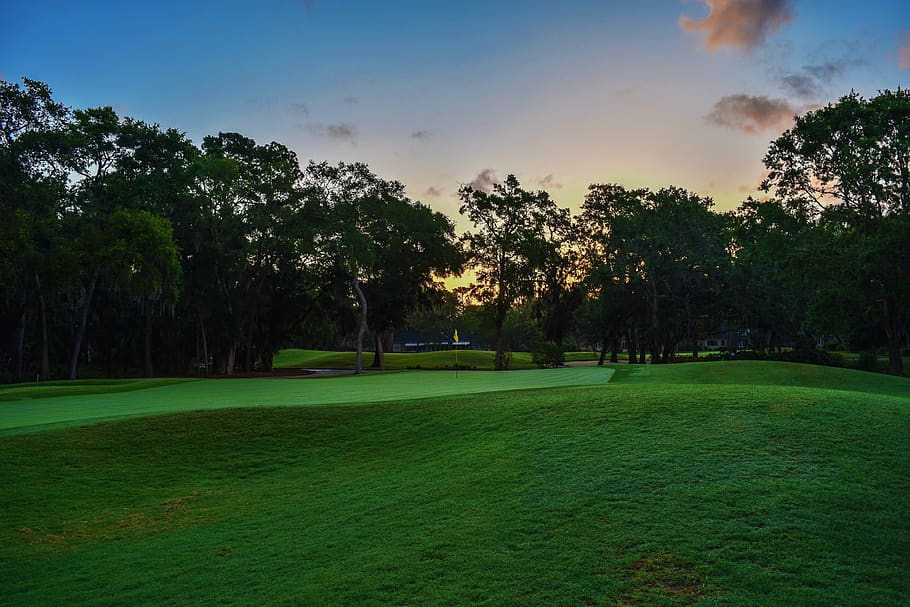 Green Trees on Green Grass, dawn, daylight, field, golf course HD wallpaper