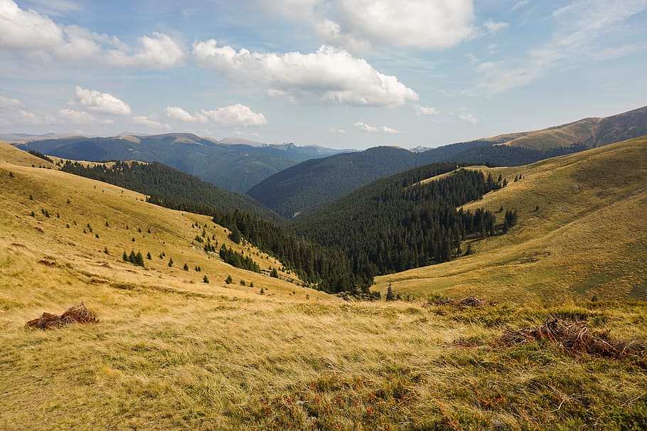 Green Pine Trees Under Blue Sky, clouds, countryside, daylight HD wallpaper