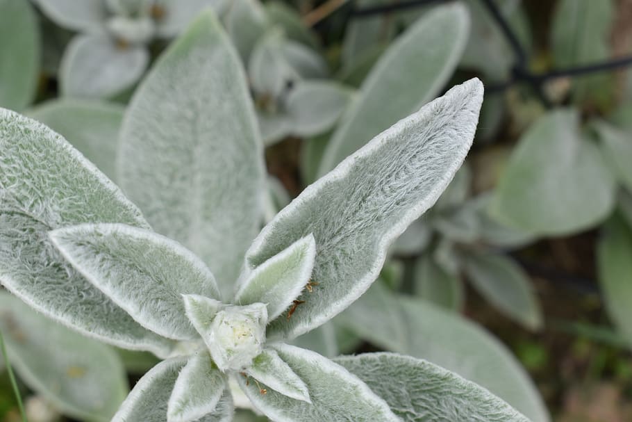 plant, leaf, flower, sprout, blossom, bud, leaves, fuzzy, blue HD wallpaper
