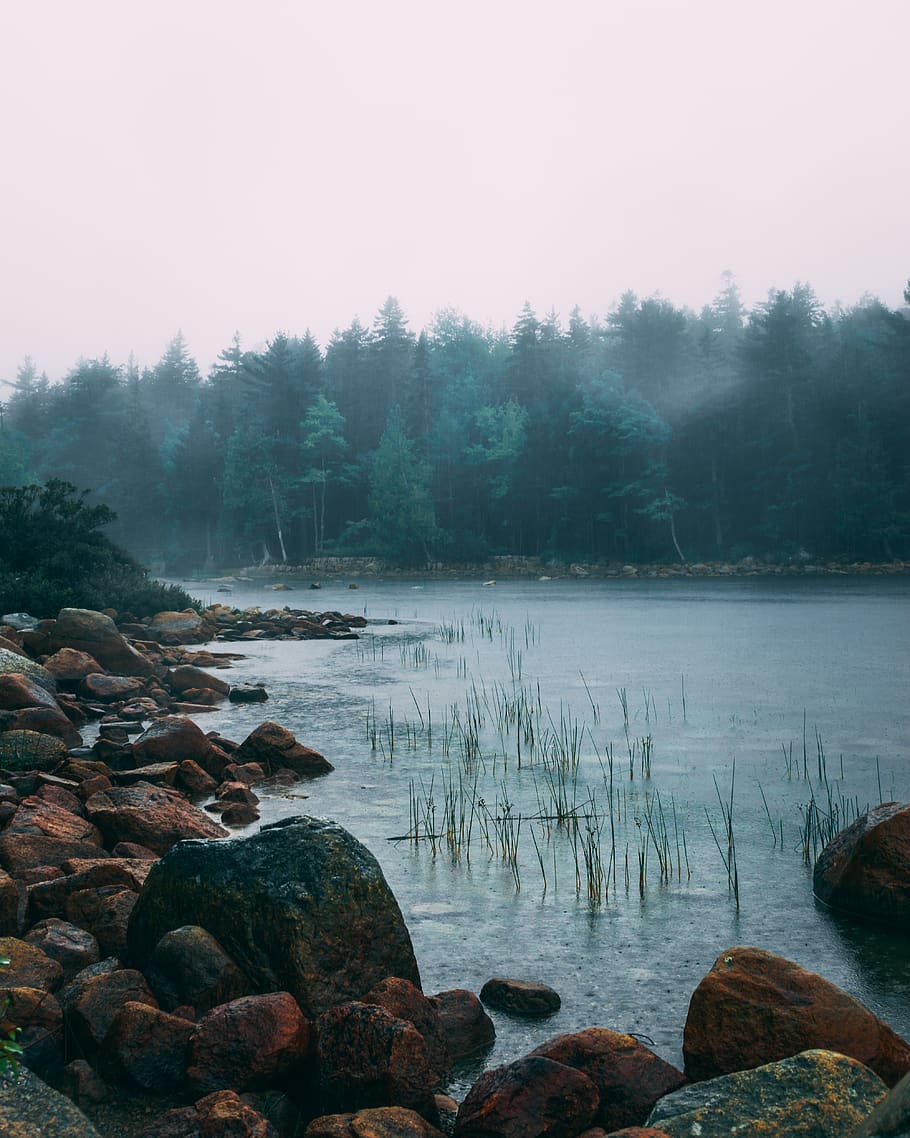 tree, water, plant, tranquility, rock, solid, beauty in nature HD wallpaper