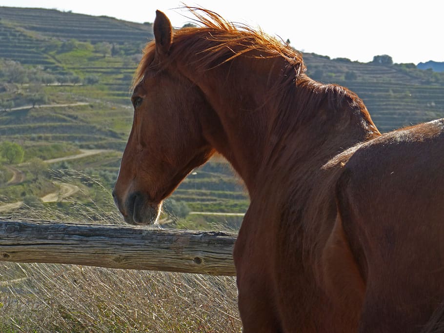 horse, close, wind, dom, mammal, animal themes, domestic animals HD wallpaper