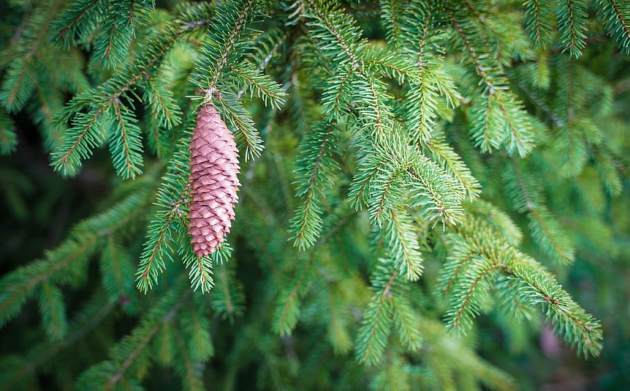 grasses, tree, pollen, bloom, tap, willow catkins, birch, allergy HD wallpaper