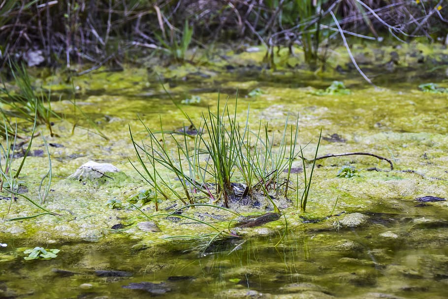 swamp, background, texture, green, plant, water, dirt, lake HD wallpaper