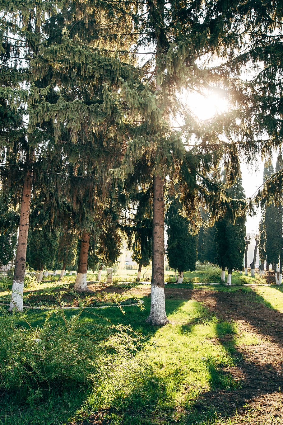 tree, plant, tree trunk, undershirt, apparel, clothing, willow HD wallpaper