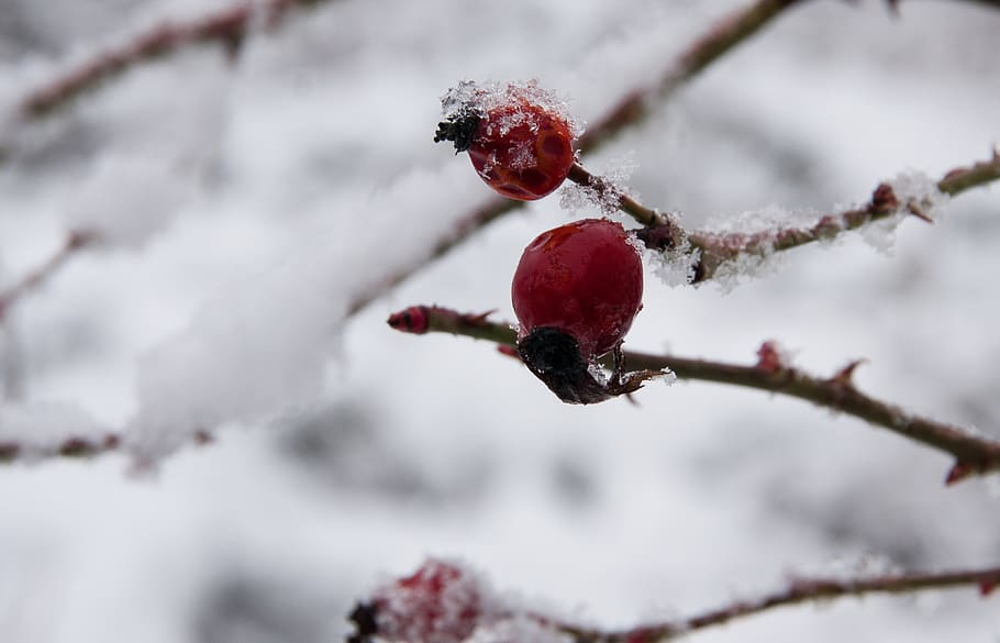 winter, snow, nature, cold, wintry, winter magic, branch, snowy HD wallpaper