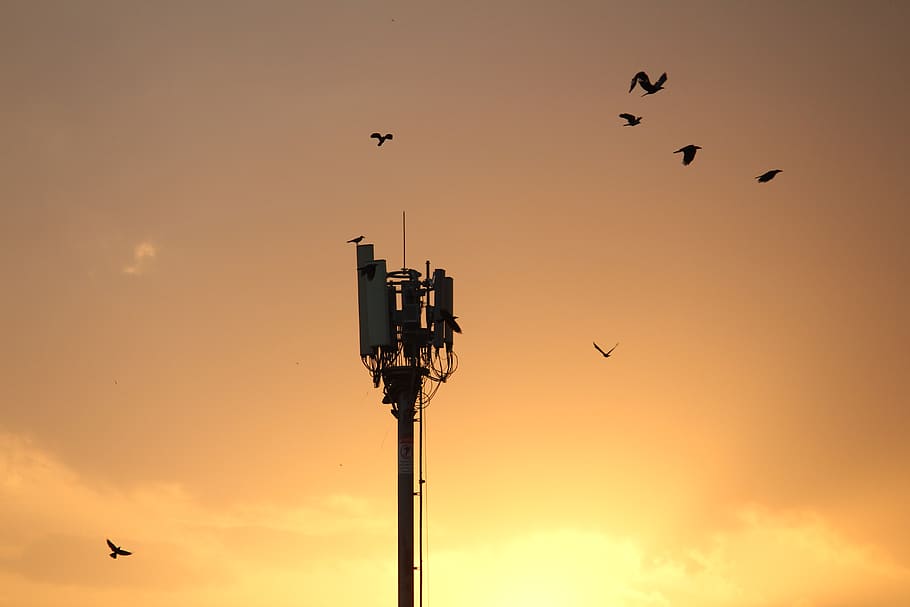 birds flying over tower, animal, outdoors, nature, silhouette, HD wallpaper