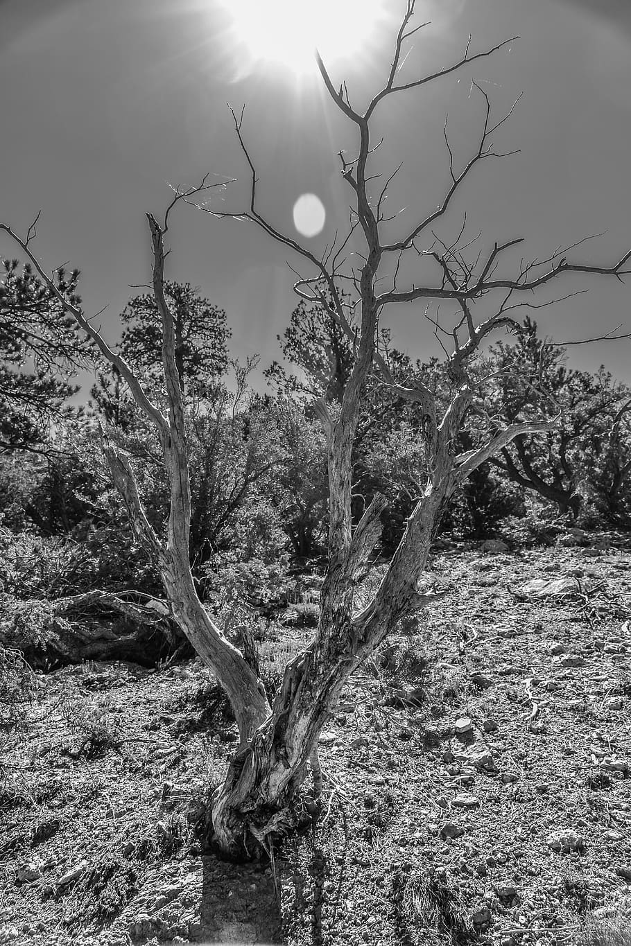 trees, bare, black and white, lights, outdoors, hiking, desert HD wallpaper