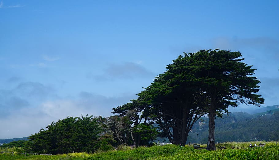 tree, woods, plant, sky, growth, beauty in nature, tranquility HD wallpaper
