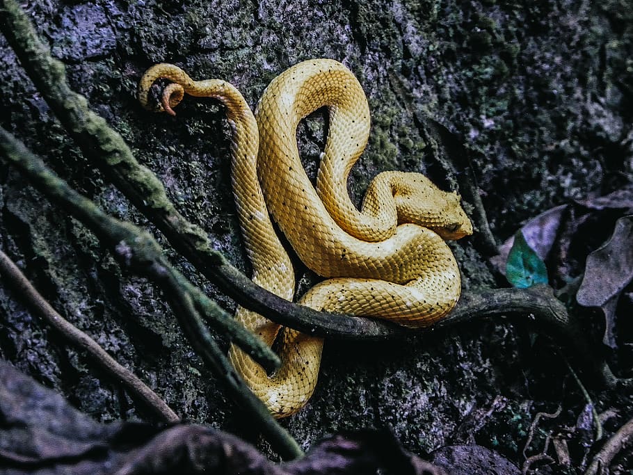 brown snake on the ground, animal, reptile, outdoors, rattlesnake, HD wallpaper
