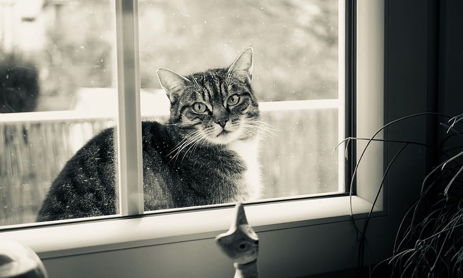 Grayscale Photography of Cat Outside Glass Sliding Window, animal, HD wallpaper