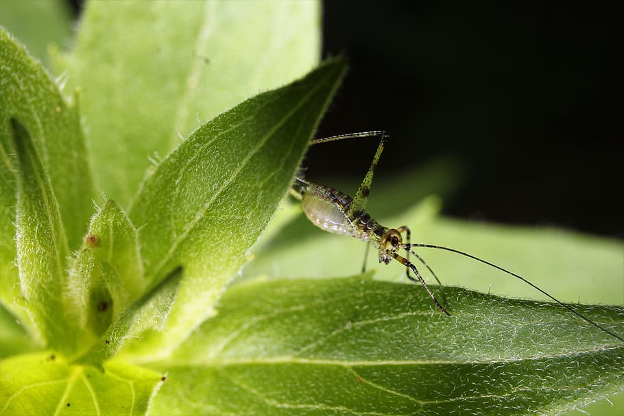 grasshopper, nature, insect, animals, leaf, green, plant, plant part HD wallpaper