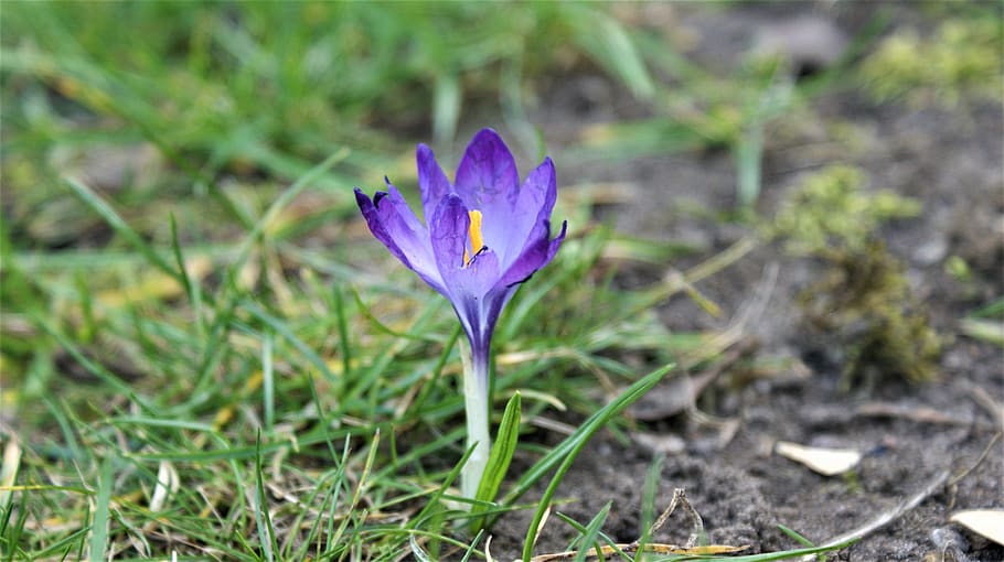 crocus, only, bloom, cold, lonely, individually, march, vegetable HD wallpaper