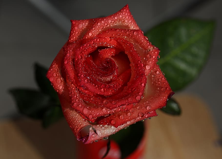 rose, red, wet, drops, flower, flowering plant, rose - flower HD wallpaper