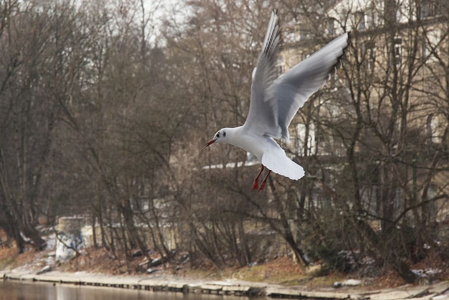 seagull, river, water, bird, animal, wild, nature, flying, animal themes HD wallpaper