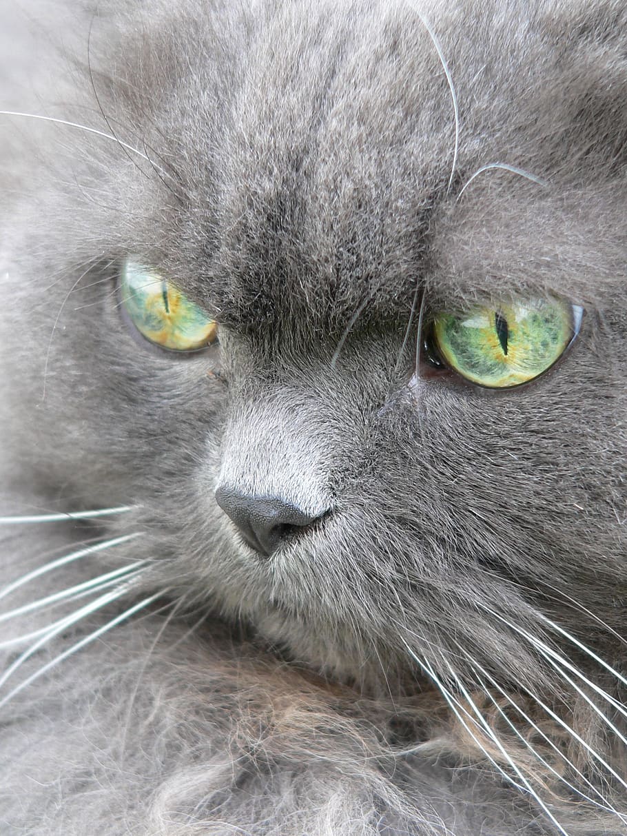 cat, persians, pet, portrait, of course, animal, eyes, animal world HD wallpaper