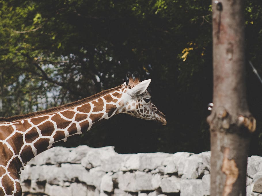 Royal zoo. Фото живых Жирафов. Жираф черно белый фото.