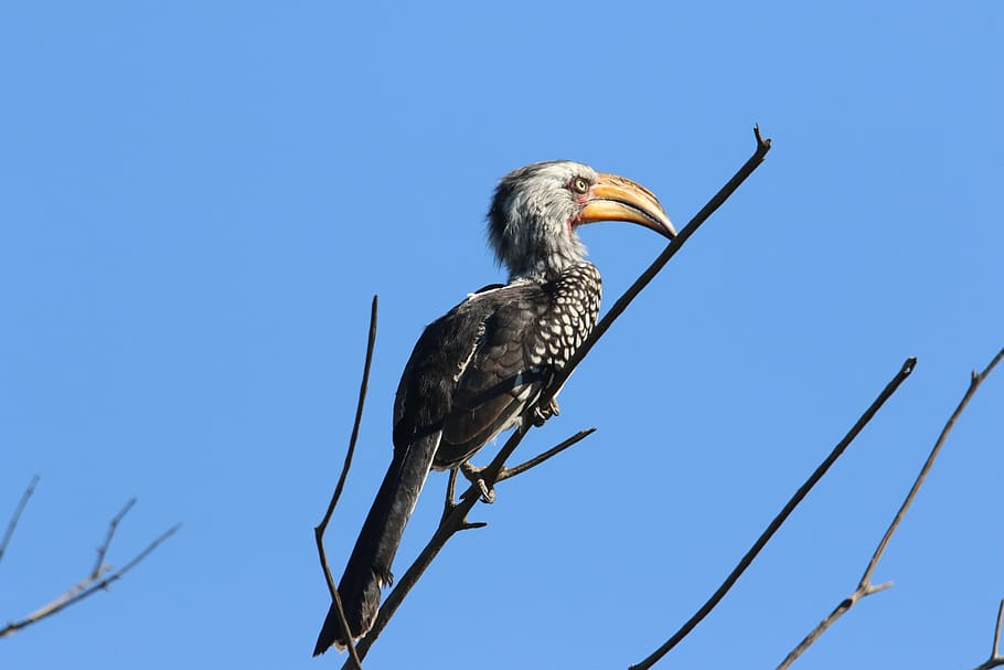 Black Bird in Tree Branch, blue sky, daylight, feather, side view HD wallpaper