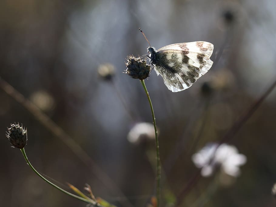 butterfly, white, light, flower, wings, focus on foreground HD wallpaper