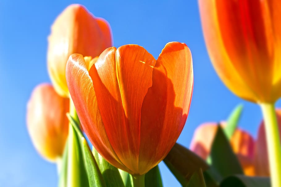 tulip, lilies, spring, nature, flower, schnittblume, blossom HD wallpaper