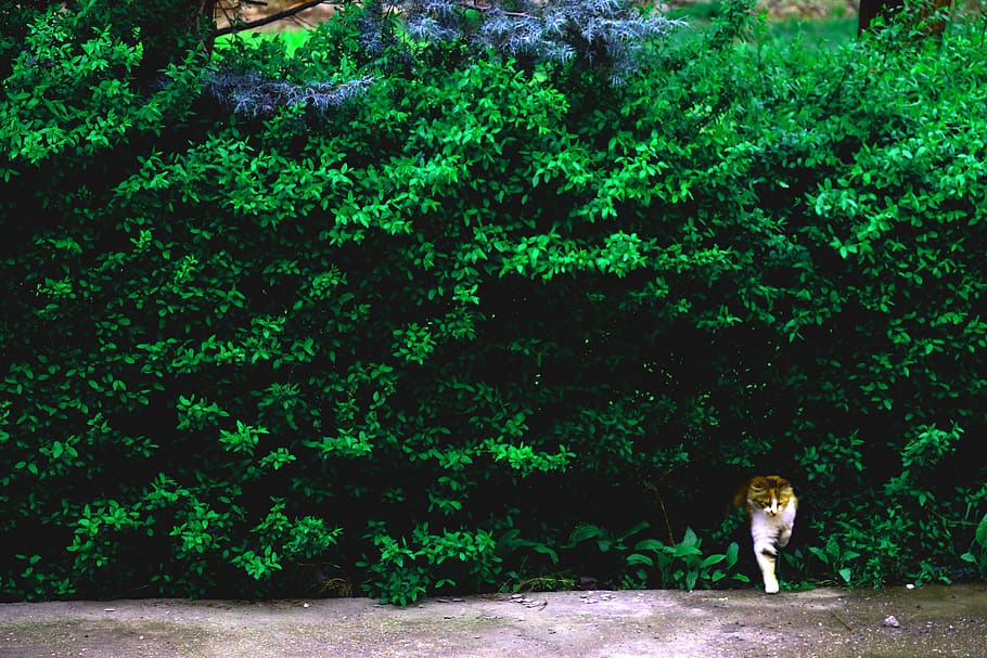 plant, tree, vegetation, bush, animal, mammal, pet, outdoors HD wallpaper