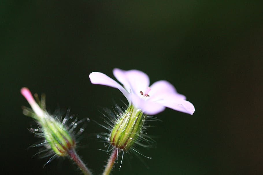 dewdrop, blossom, bloom, macro, garden, flower, plant, flowering plant HD wallpaper