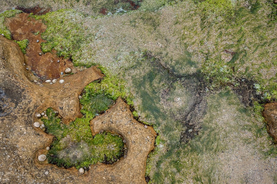 coast, moss, texture, background, aerial, seaweed, coastline HD wallpaper