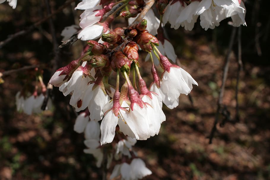 sakura, cherry blossoms, white, red, macro, nature, flower HD wallpaper