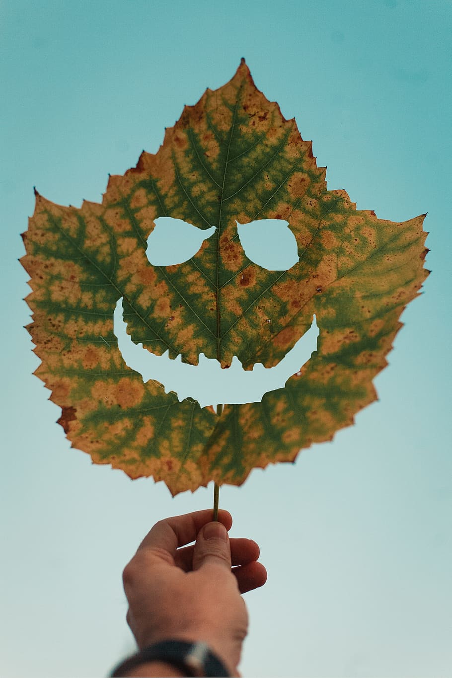 Person Holding Dry Leaf, autumn, fall, hand, human hand, human body part HD wallpaper