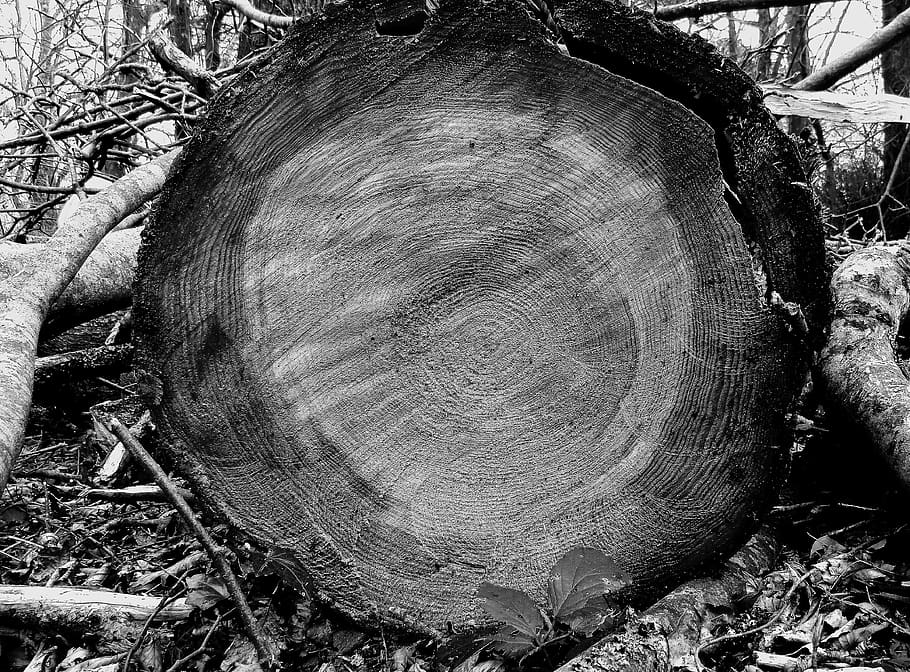 ireland, killarney, tree, plant, forest, deforestation, textured