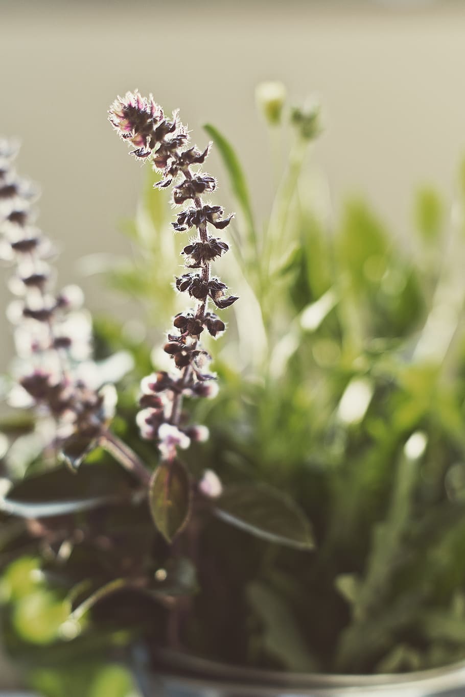 basil, blossom, herbs, plant, growth, flower, beauty in nature HD wallpaper