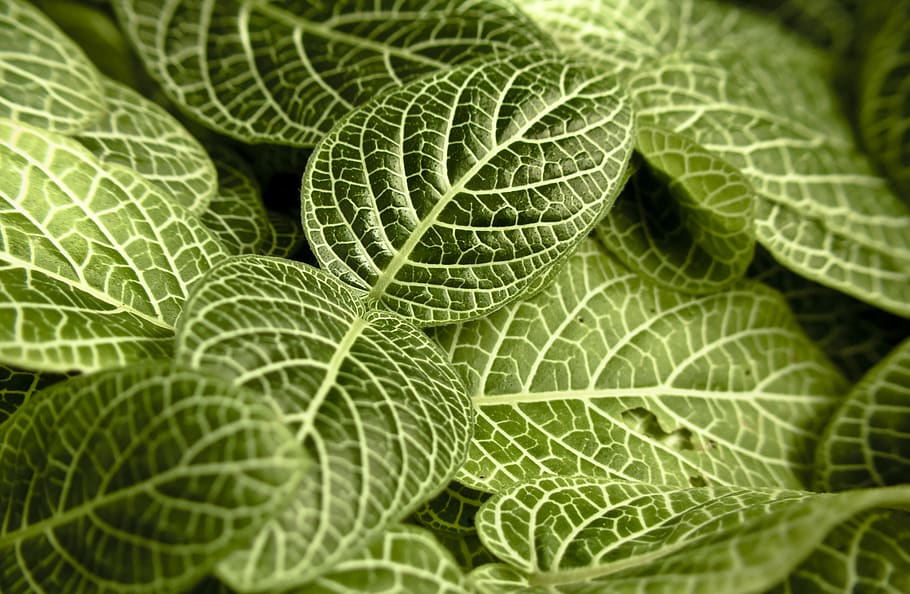 green leaves, green color, plant part, leaf, full frame, close-up HD wallpaper