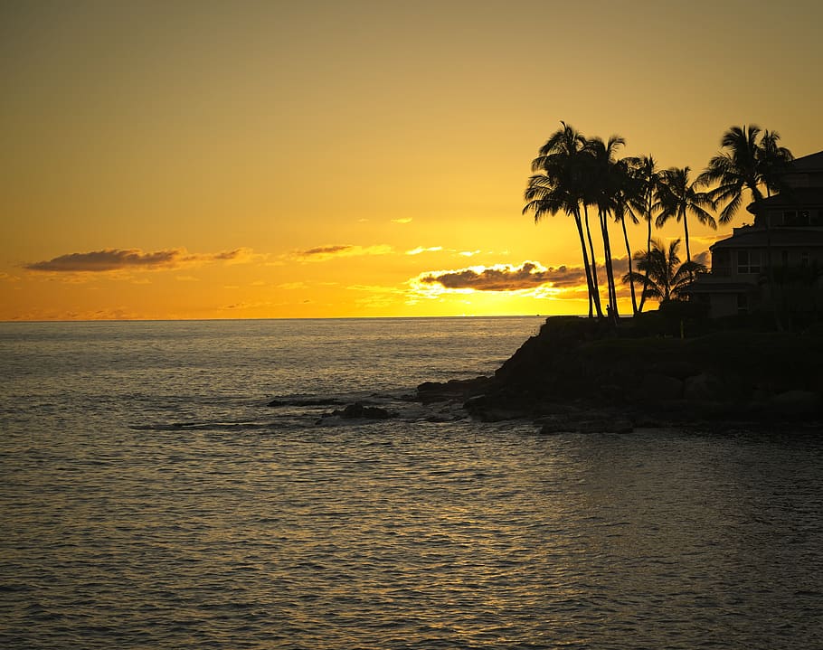 sunset, orange, ocean, silhouette, palm trees, sea, sky, water HD wallpaper