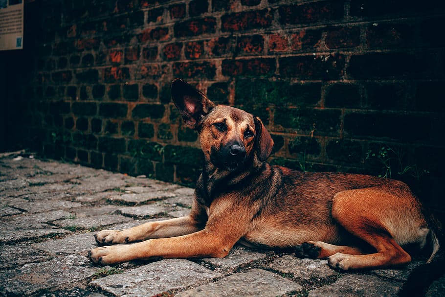 Photo of Brown Dog Lying Beside Brick Wall, animal, canine, domestic animal, HD wallpaper