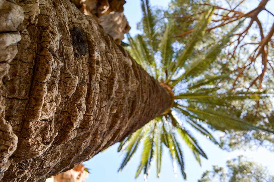 barcelona, spain, palm, tree, trees, nature, plant, tree trunk HD wallpaper