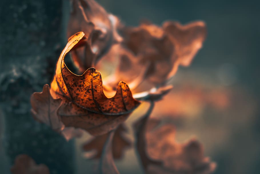 tree, leaf, fall, autumn, close-up, nature, no people, focus on foreground HD wallpaper