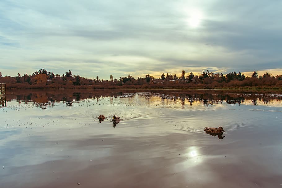 ducks, lake, sun, clouds, forest, reflection, three, landscape HD wallpaper