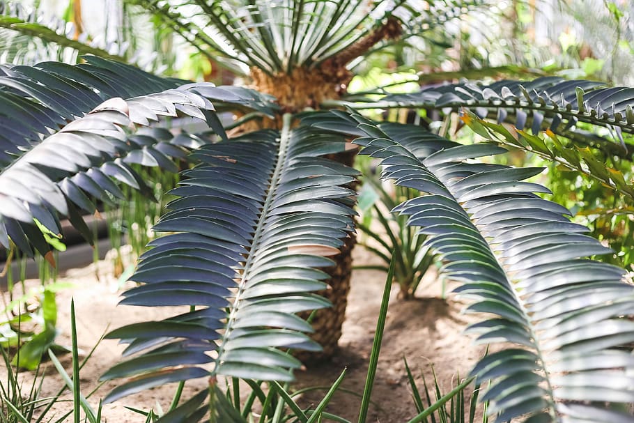 forest, nature, tree, palm, green, simple, botanical, plant HD wallpaper