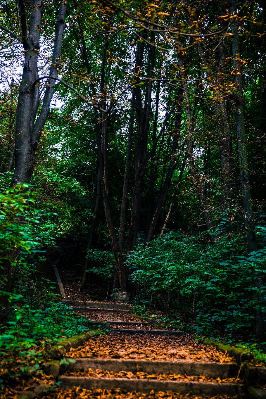 tree, plant, vegetation, path, outdoors, nature, land, tree trunk HD wallpaper