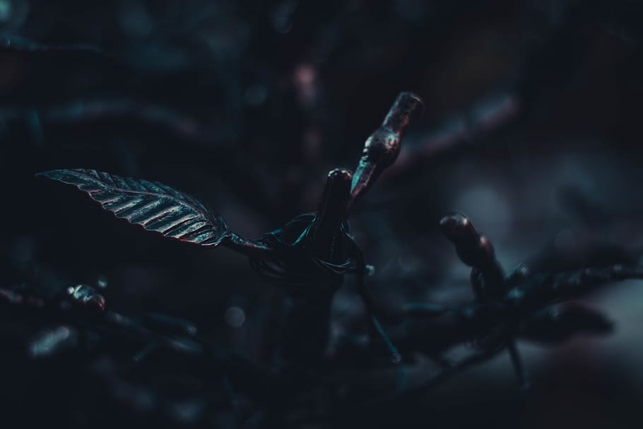 lithuania, kaunas, close-up, selective focus, nature, focus on foreground HD wallpaper