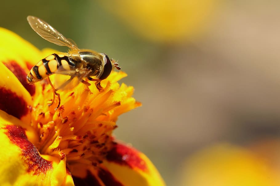 sandy bee, close up, macro, garden, flowers, floral, marigold HD wallpaper