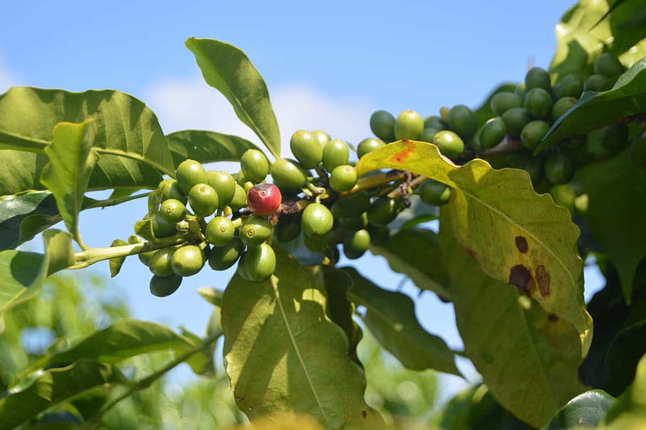 fruit, food, tree, nature, agriculture, coffee, coffee bean HD wallpaper