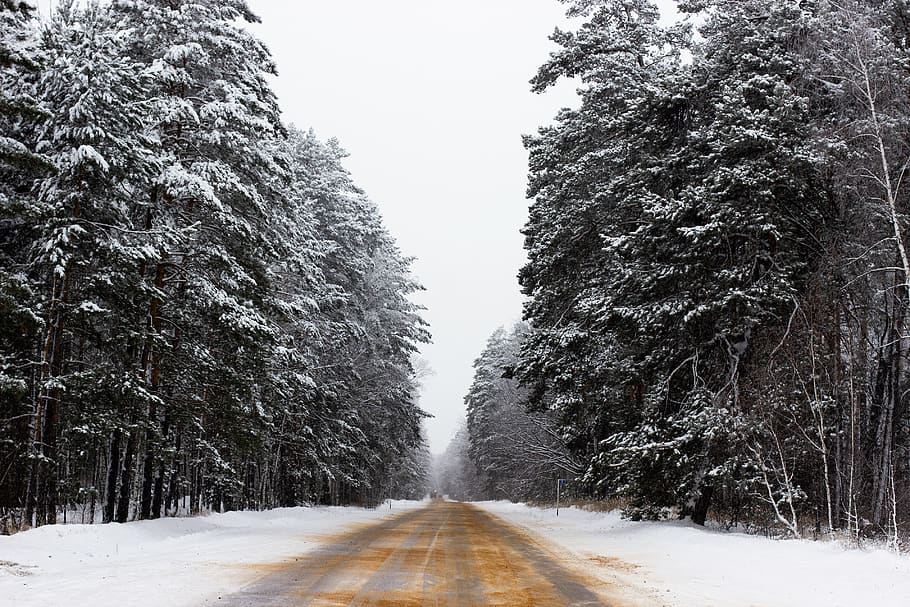 black trees, plant, abies, fir, conifer, road, pine, spruce, nature HD wallpaper