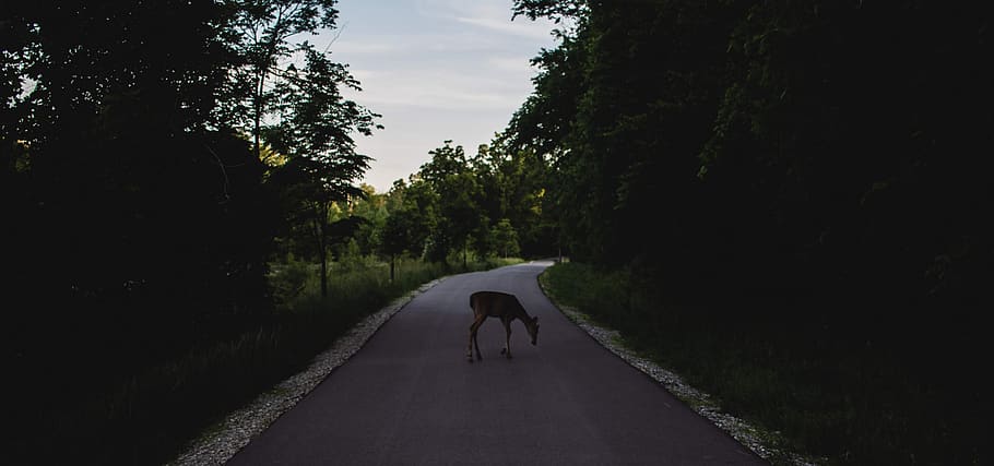 Walk this road. Олень на дороге ночью. Олененок ночью на дороге попутчик.