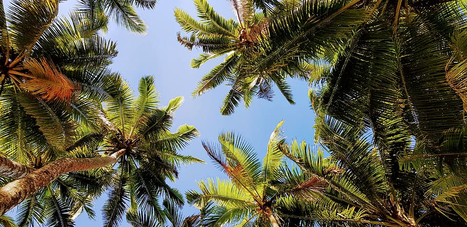 fiji, pacific harbour, sky, trees, beach, coconut trees, coconuts HD wallpaper