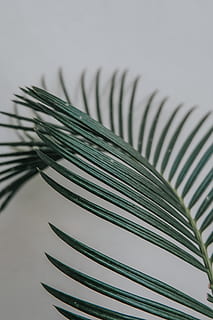 green leaf plant, grey, bird, animal, fir, abies, tree, coil HD wallpaper