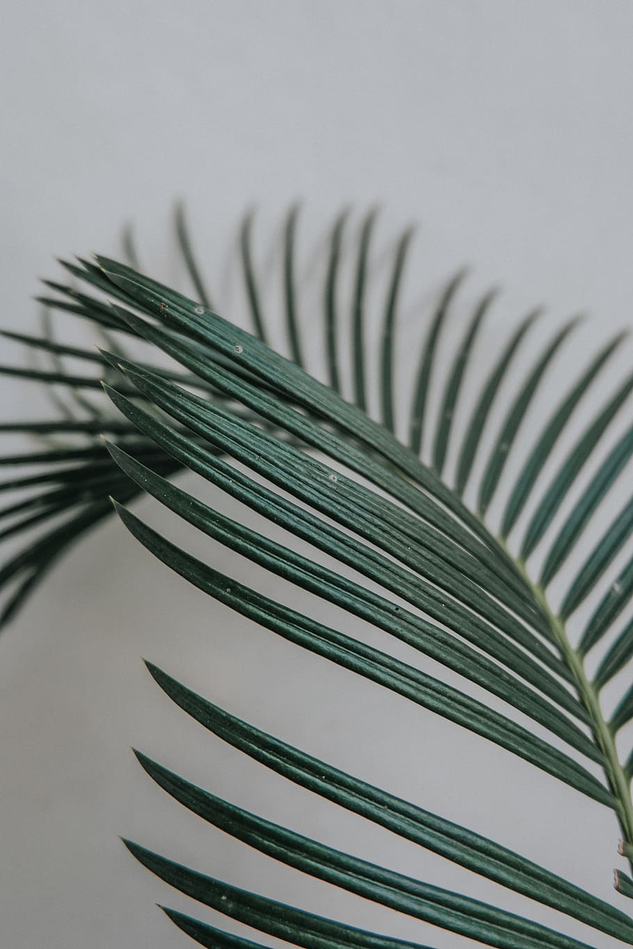 green leaf plant, grey, bird, animal, fir, abies, tree, coil HD wallpaper