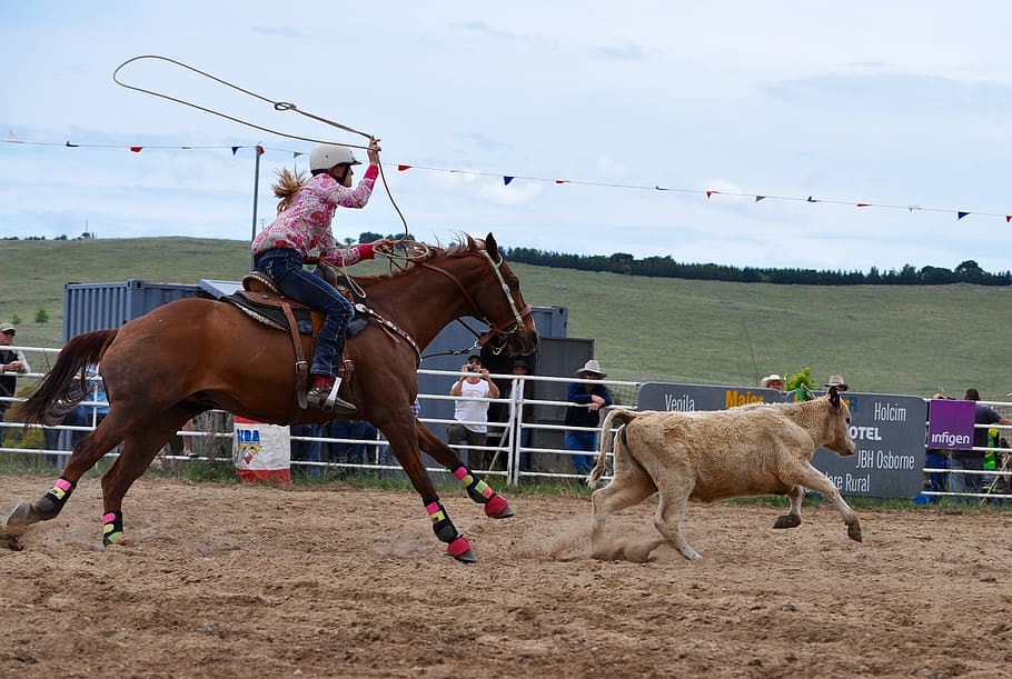 buffalo, catch, human, activity, ride, horse, rodeo, cowboy HD wallpaper
