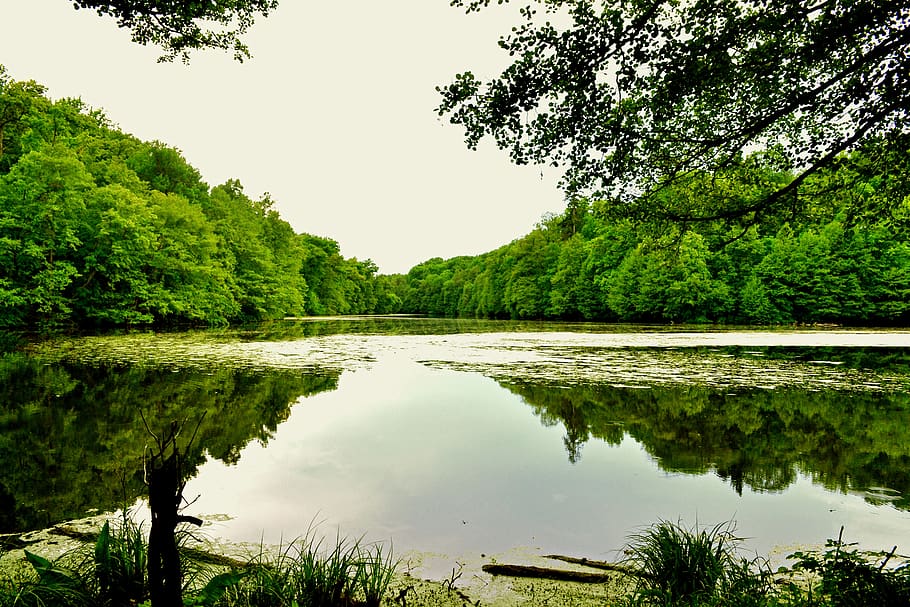 pond, river, nature, landscape, lake, tree, water, plant, reflection HD wallpaper